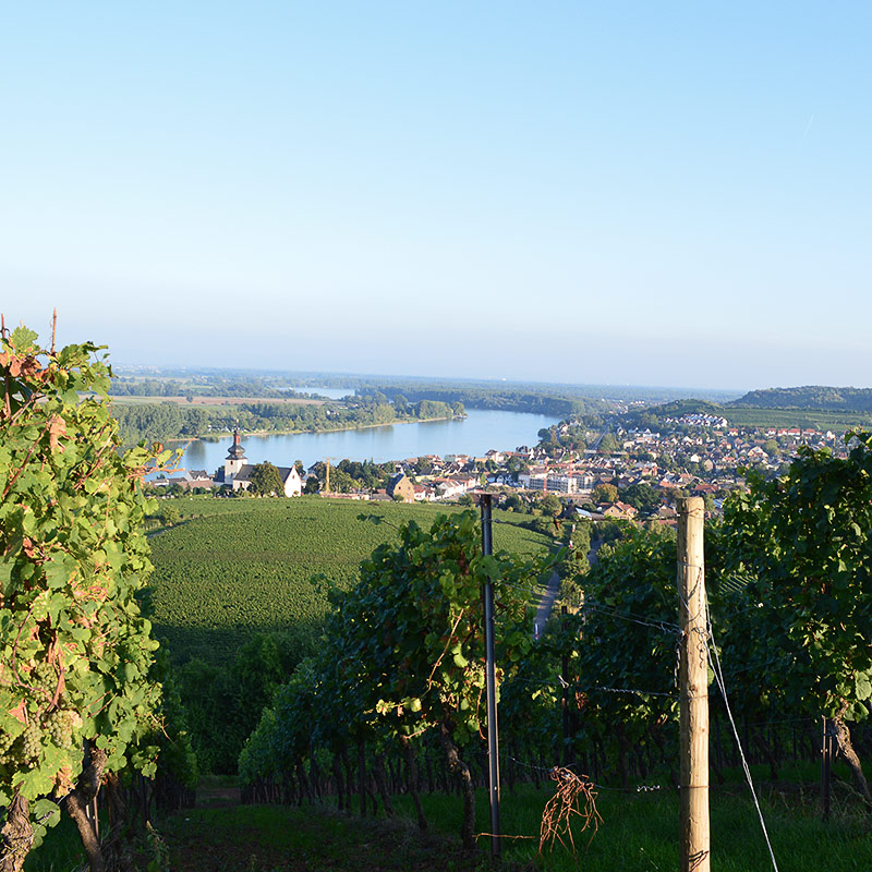 Schlükk - Die Weinberge von Rheinhessen